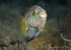Corkwing wrasse. Trefor pier. North Wales. D200, 60mm. by Derek Haslam 